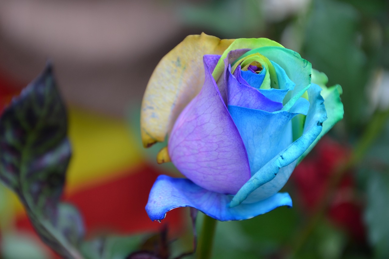 Designing a Beautiful Rainbow Garden